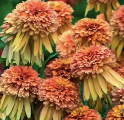 ORGANIC - 20 Seeds Perennial Echinacea Marmalade  Fresh UK Seeds Non GMO • £5.20