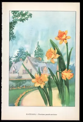 1926 Vintage Botanical Print Garden Daffodil - Narcissus Pseudo-Narcissus • $16.99