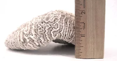 Natural White Brain Coral Specimin Fossil 2lb  6.5  X 6  X 2.5  Aquarium Decor • $27.99