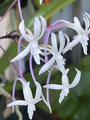 Beautiful Miniature Fragrance Orchid Specie Neof. Falcatain Buds • $30