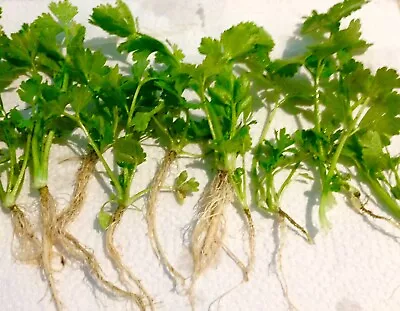 *Check Allowed States* 12+ True Celery Plants Bare Roots Transplant Young Live • $13.49