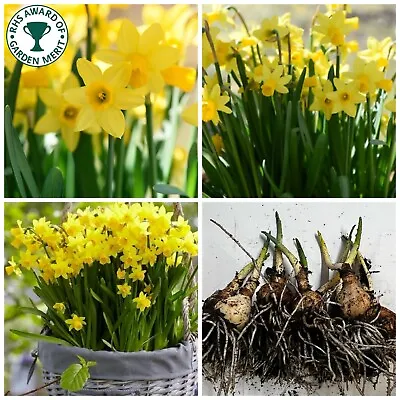 Daffodil Bulbs Narcissus IN THE GREEN Tete A Tete Spring Flowering Bulbs Garden • £150