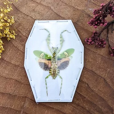 Sp21 ONE  Creobroter Gemmatus Flower Mantis Jewel Mantis Specimen Craft Crafting • $8.09