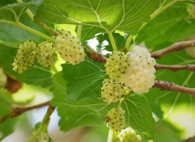 White Mulberry (Morus Alba) 50 Seeds • $3.25