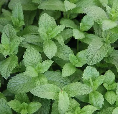 Spearmint Mint Herb Plant 9cm Pots • £6