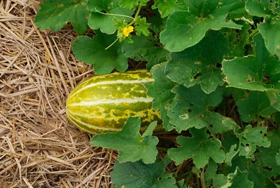 15 + Cassaba Melon Dua Gang Cucumis Melon Summer Fruit Seeds • $2.99