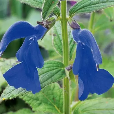 Salvia 'Patens Regal Blue' Perennial Garden Plug Plants Pack X6  • £6.99