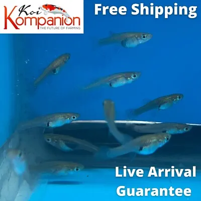 10/20/50/100/250/500X Mosquitofish/Gambusia Aquarium Koi Kompanion Free Shipping • $29.99