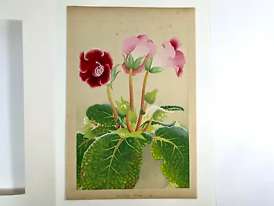 Japanese Woodblock Print “GLOXINIA” Rakuzan Chigusa Soun 1931 Flower Vintage • £102.19