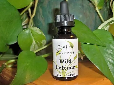 Wild Lettuce Tincture 1 Oz. Wildcrafted Fresh Plant Preparation • $39.40