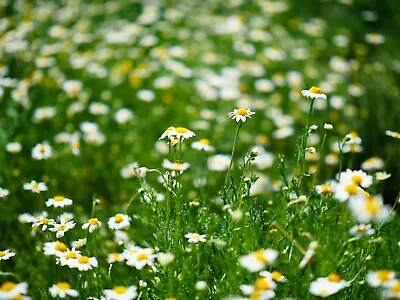 Herb - Lawn Chamomile - Anthemis Nobilis - 200 Seeds • £2.99