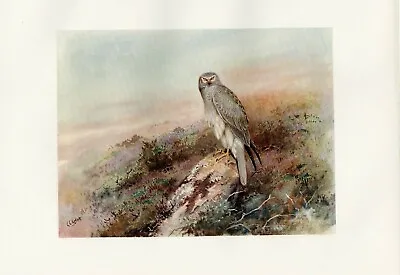 £5.99 • Buy The Hen Harrier - 1913 Antique Colour Bird Print By G.E. Lodge Great Gift