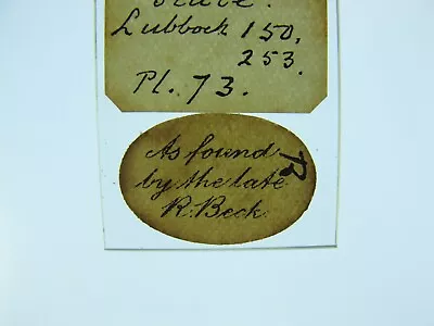 Antique Microscope Slide By Watson. Scales Of Lepidocyrtis Curvicollis. R.Beck. • $6.22