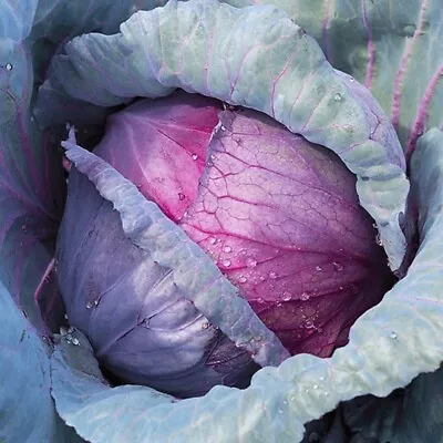 100 Red Acre Cabbage Seeds | Non-GMO | Heirloom | Fresh Garden Seeds • $2.49