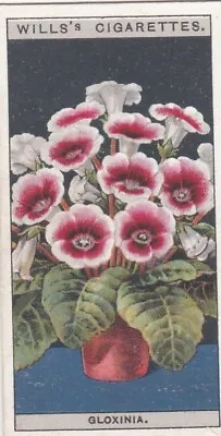 Flower Culture In Pots 1925 - Wills Cigarette Card - 25 Gloxinia • £1.25