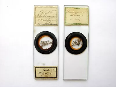 2 Antique Microscope Slides. Diatoms In Situ On Seaweed. By Norman. • $18.64