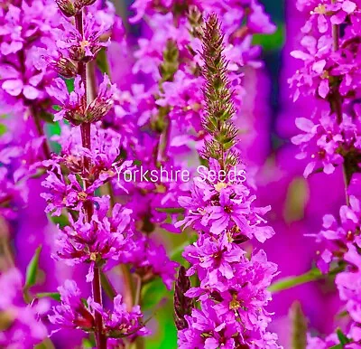 200x Purple Loosestrife Perennial Lythrum Pond Plant -  Flower Seeds • £2.49