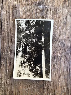 Rppc Fred Herrick Lumber Barron Poking Stick Treed Cougar Hunting Mountain Lion • $15