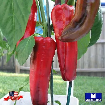 Pepper 40  Seeds Sweet -Marconi Red Non-GMO Heirloom Vegetable BTGO 75% OFF • $1.99