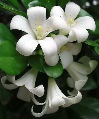 Murraya Paniculata | Mock Orange Jasmine | Satinwood | 10_Seeds • £9.46