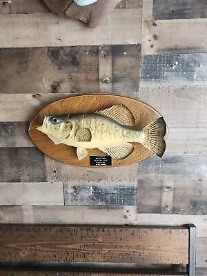 Taxidermy Crappie Mount • $40