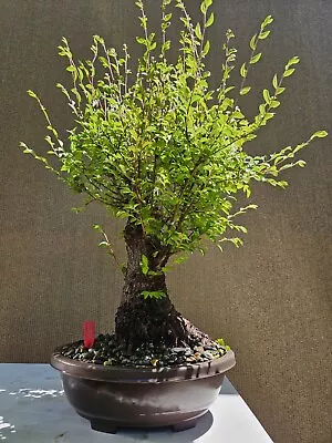 Old Chinese Elm Bonsai Tree SALE • $648