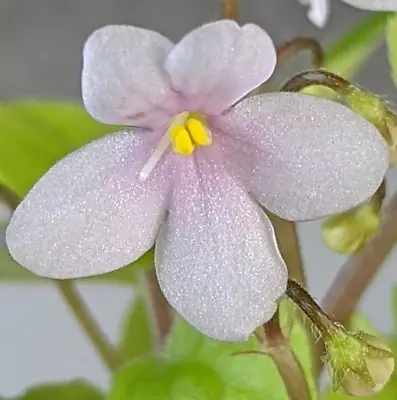 African Violet Plant * PIXIE PINK * Miniature Trailer 1974 • $9