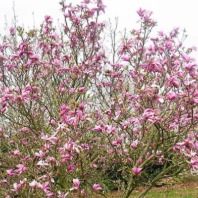 Magnolia Ricki Deciduous Outdoor Ornamental Garden Shrub Pink Flowers In 9cm Pot • £11.99