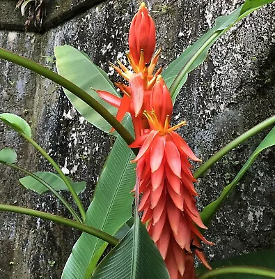 Musa Haekkinenii | 10_Seeds • $11.95