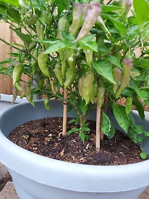 £3.99 • Buy Chili Pepper  Bhut Jolokia White  - Naga - Aromatic And Hot - 20 Seeds Uk 