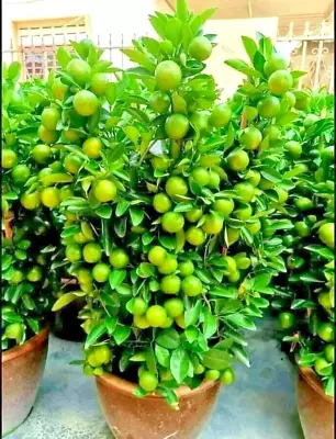 30+ Fruit Seeds Bonsai Tree Calamansi Seeds Lime Orange Citrus Delicious Seeds • £6.42