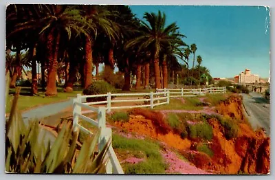 Palisades Park Santa Monica California Subtropical Garden Pacific Ocean Postcard • $12