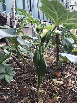 30 Okra Seeds ~ Lady Finer~ Home Garden Vegetable • $5.50