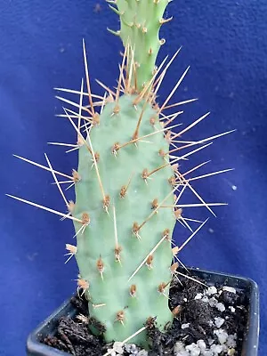 £4.95 • Buy Winter Hardy Cactus Plant-Opuntia Phaeacantha-Approx 20cm Tall