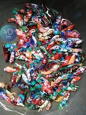 Pack Of 1X Female Galaxy Koi Nemo - Betta Live Fish  High Quality - USA Seller • $19.95