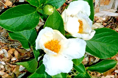 15 CHINESE STEWARTIA SEEDS - Stewartia Sinensis • £4.83