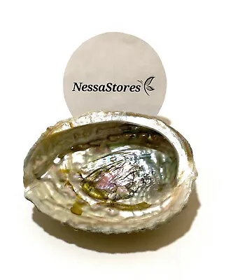 Pink Abalone Sea Shell One Side Polished Beach Craft 4  - 5  (1 Pc) #JC-011 • $8.99