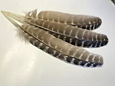 3pcs Natural Barred Wild Turkey Wing Feathers Large 27-29cm DIY Smudge Fan Quill • $9.95