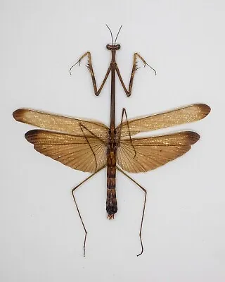 Mantidae -Mantis  -Mantidae Sp - Tapah Hills Cameron Highland Malaysia (SP103) • $14.98