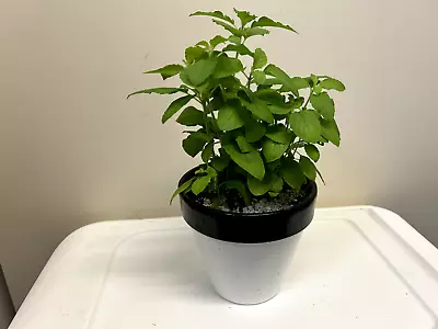 Organic Holy Basil Herb- Mature Rooted & Healthy 6 Plants 8-12  Tall 3 Per Pot) • $15