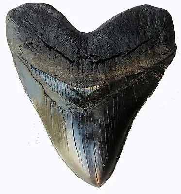 5.5 Inch Megalodon Tooth Black With Serrations • $49.99