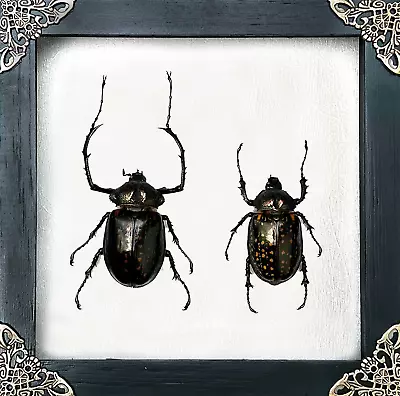 Taxidermy Insects Framed Beetles Home Decor Vintage Handmade Shadow Box Gothic • $59