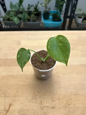 Thai Constellation Variegated Monstera Tropical Plant - A • $15