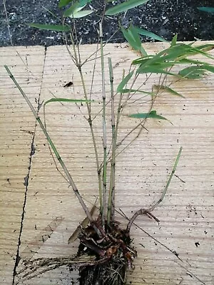 Bamboo CLUMPING Bundle  Obelisk + Angustissima Live Rooted Clumps  RARE SPECIES • £17.99