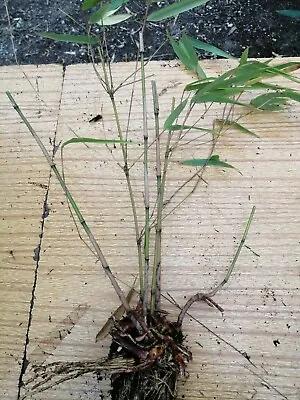 Bamboo Plant Clumping Bundle RUFA BLACK PEARL RED PANDA Live Rooted Clumps   • £22.99