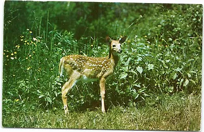 Spotted Fawn  Deer - Greetings From Manitowish Waters Wisconsin • $3.38