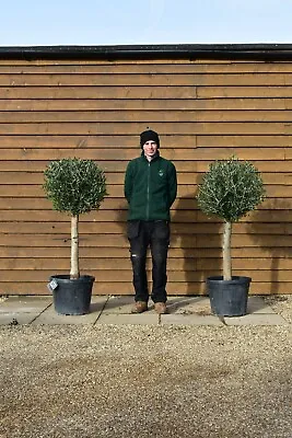 X2 Loose Lollipop Olive Trees No. 302 & 378 - 5 To 10 Years Old - Evergreen Tree • £385
