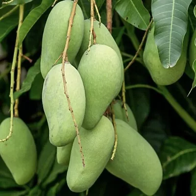 Mango Gir Kesar (mangifera) Live Tropical Fruit Tree 12”-24” • $26.59