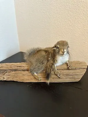 Beautiful Adorable Red Squirrel Small Animal Taxidermy Mount Art Wildlife • $235