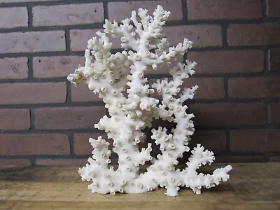 Large Natural Genuine OCTOPUS Coral Decor Beach Wedding 10 1/4  W X 12  T OC- 13 • $175.96